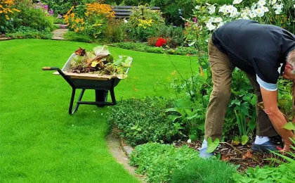 Ein Gärtner arbeitet kniend im blühenden Staudenbeet neben einer gefüllten Schubkarre. Nachhaltige Gartenpflege im Grünen.